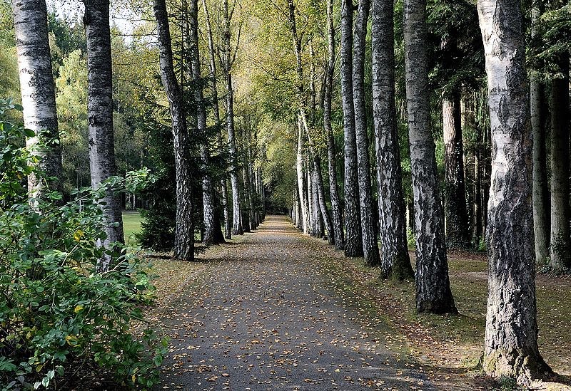 meditative walk in nature